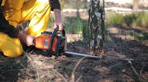 Why Choose Our Tree Removal Services in Terre Haute, IN?