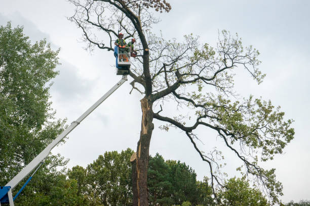 Reliable Terre Haute, IN  Tree Services Solutions