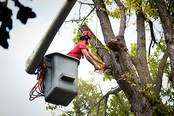 Best Palm Tree Trimming  in Terre Haute, IN