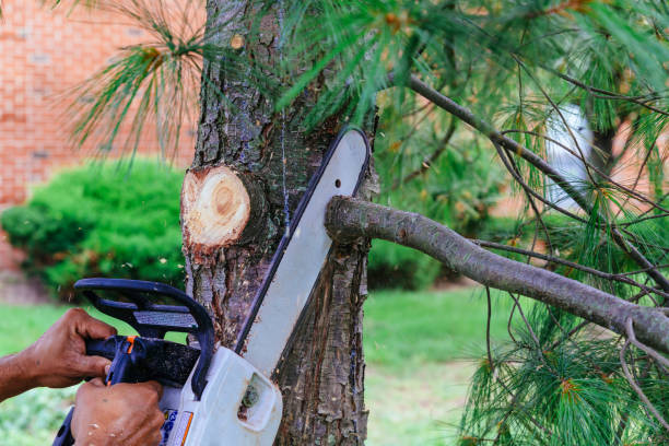 Best Arborist Consultation Services  in Terre Haute, IN